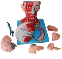 Modelo Anatómico muscular de cabeza y cuello musculos faciales (10 partes) rostro cara