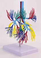 Modelo de Arbol Bronquial bronquios