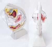 Anatomia de utero transparente - modelos anatomicos ginecologia