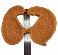 Simulación sutura realista cirugia de organos laparoscopia Kit