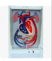 Simulador de Sistema Circulatorio