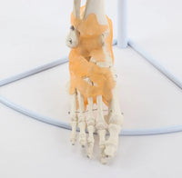 Extremidad Superior o Inferior con Ligamentos Pierna Brazo en base