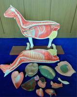 Modelo de cabra para MVZ Desmontable chiva