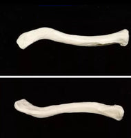 Anatomia de huesos femur tibia perone hueso
