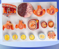 Modelo de Desarrollo Del Embrión