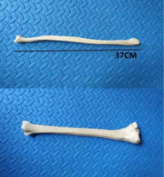 Anatomia de huesos femur tibia perone hueso