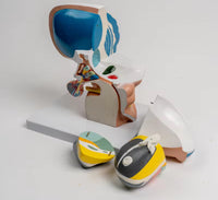 Modelo de Talamo cerebral neurología