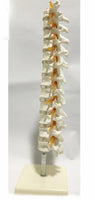 Modelo de discos vertebrales Columna Dorsal