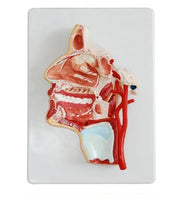 Modelo anatomica de cabeza humana