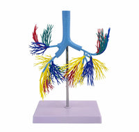 Modelo de Arbol Bronquial bronquios