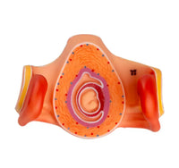 Estados De Fertilización Y Desarrollo Del Embrión