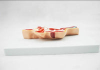 Modelo anatomica de cabeza humana