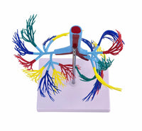 Modelo de Arbol Bronquial bronquios