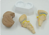 Modelo anatomico Cerebelo tronco encefalico cerebro