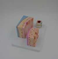 Modelo Anatomico pared traqueal y laringe