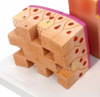 Modelo de Pared traquea laríngea