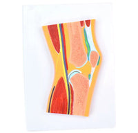 Modelo Anatomico de rodilla