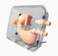 Simulador endoscopia gastro duodenal estomago