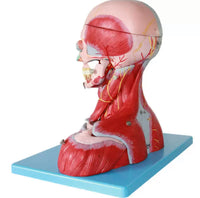 Modelo Anatómico de Cabeza y Cuello con Vasos, Nervios y Cerebro Alta Definicion