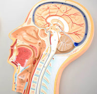 Modelo de cabeza con sección transversal