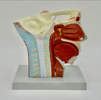 Modelo de Rostro 3D cabeza de alta definicion