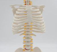 Esqueleto humano modelo 1/2 en base