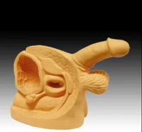 Modelo de cateterismo para anatomía masculina