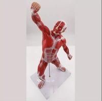 Anatomia de sistema muscular humana