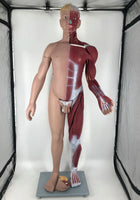 Modelo muscular torso con organos internos tamaño real 180 cm