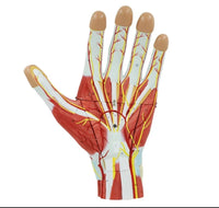 Modelo Anatomico Mano Musculo Vaso sanguineo 7 Piezas