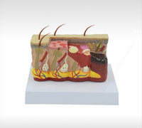 Modelo de Dermatologia Piel con Patologías