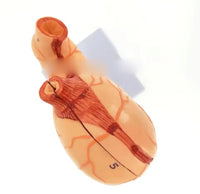 Modelo de estomago sano pared gastrica