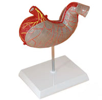 Modelo de estomago sano pared gastrica