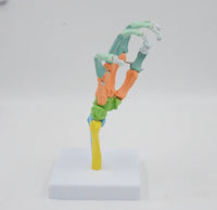 Modelo de Mano colorida