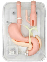 simulador de endoscopia ERCP Cirugía de gastroscopia duodenoscopia