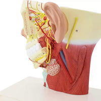 Modelo de Rostro 3D cabeza de alta definicion