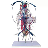 Modelo de Circulacion vena porta