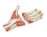 Modelo Anatomico Mano Musculo Vaso sanguineo 7 Piezas