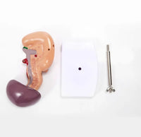 Modelo Anatomico De Bazo Y Pancreas Duodeno