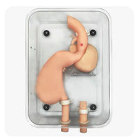 Modelo de entrenamiento de gastroscopia entrenamiento lateral de gastroduodeno