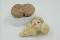 Modelo anatomico Cerebelo tronco encefalico cerebro