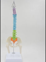 Modelo Anatómico De Columna Vertebral flexible colgante Con Pelvis - 45cms