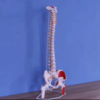 Modelo anatomico de columna vertebral con femur y nervio 85cm