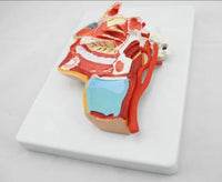 Modelo anatomica de cabeza humana