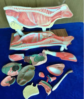 Modelo de Vaca para MVZ Desmontable