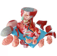 Modelo Anatómico de Cabeza y Cuello con Vasos, Nervios y Cerebro Alta Definicion