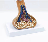 Modelo Aumento Sinapsis de Terminaciones Nerviosas
