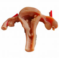 Simulación sutura realista cirugia de organos laparoscopia Kit
