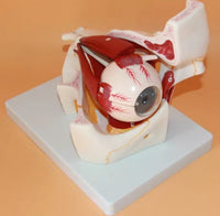 Anatomia de ojo humano en 10 piezas