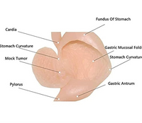 Modelo simulador laparoscopia de entrenamiento endoscopio estomago de cirugia gastroscopica